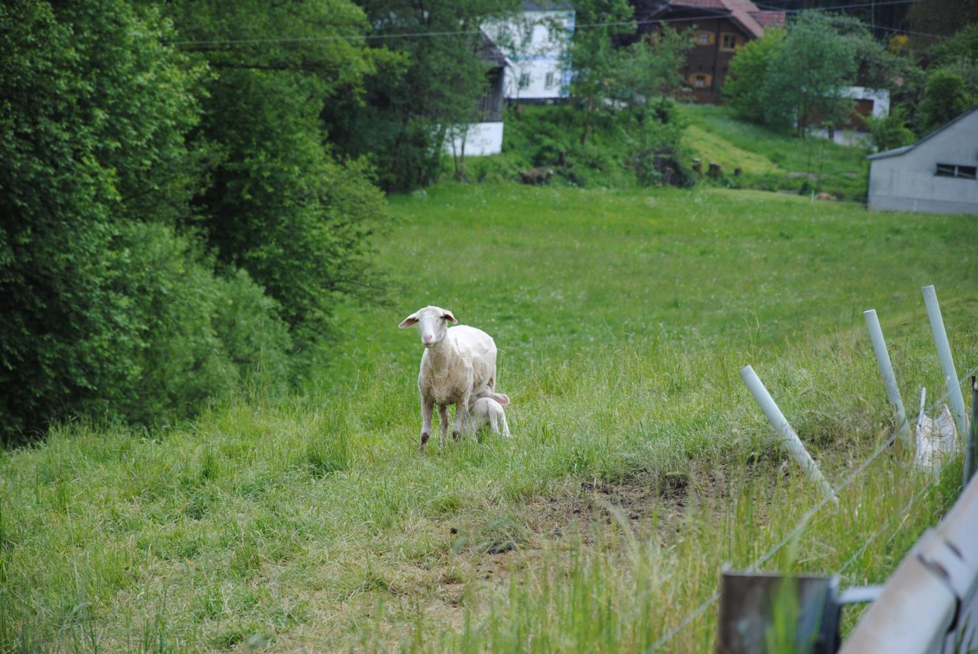 Landgasthof Seyrlberg Reichenau im Mühlkreis 외부 사진